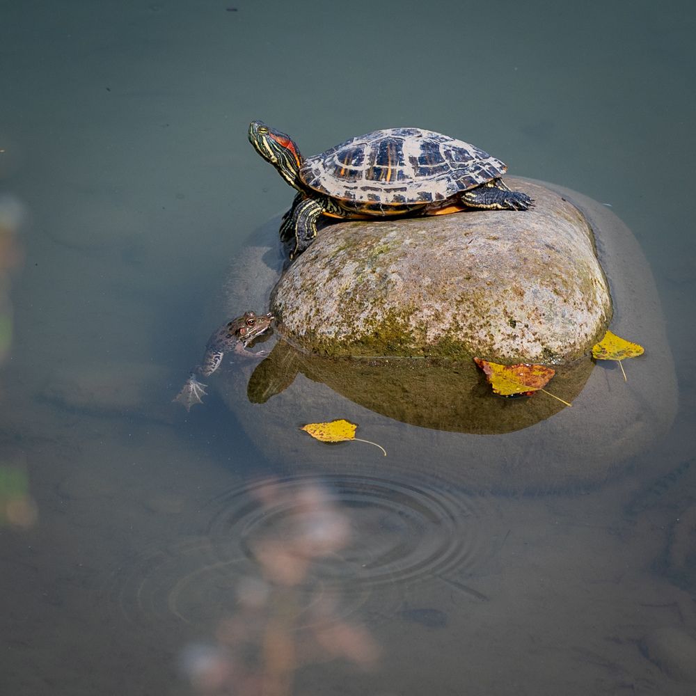 Фотография автора Дмитрий Referee