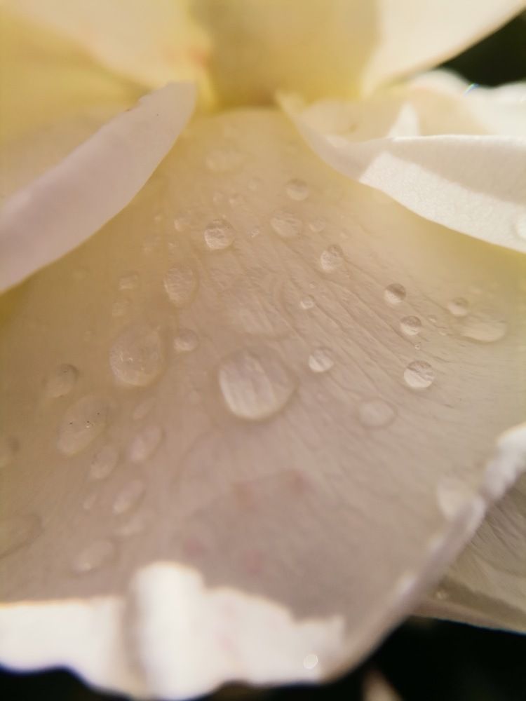 Photograph by Екатерина Романова