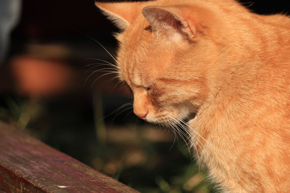 Photograph by Greta Jordanova