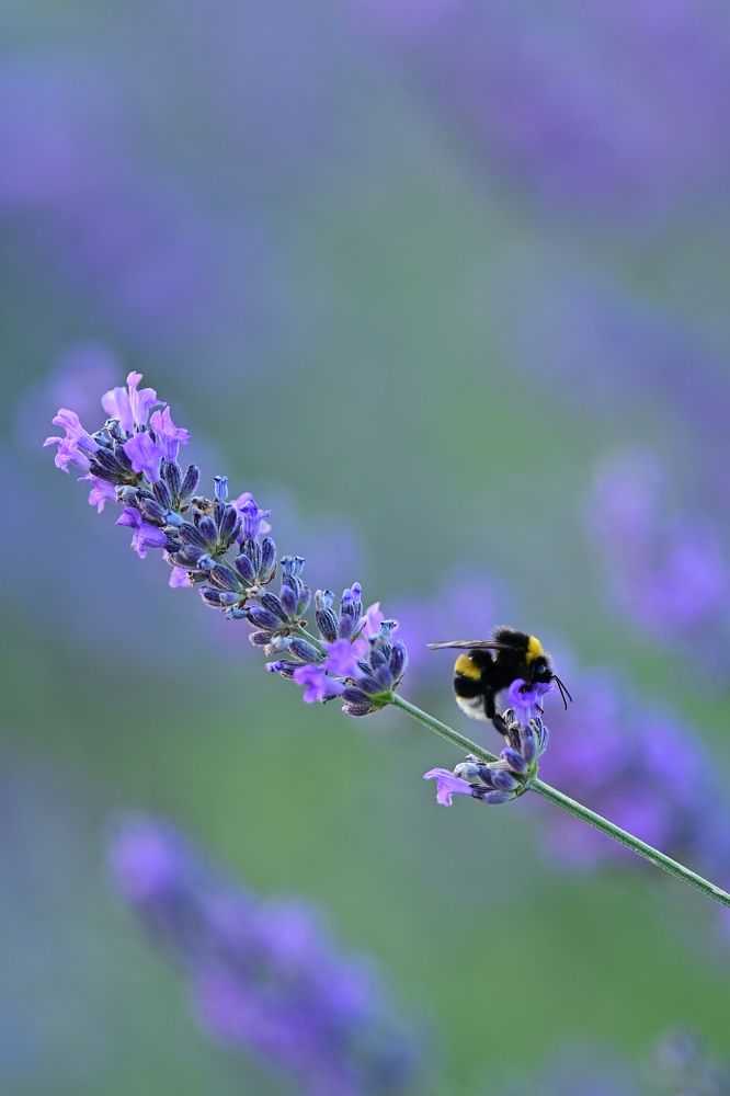 Photograph by RESUL KÜÇÜKBAYRAM