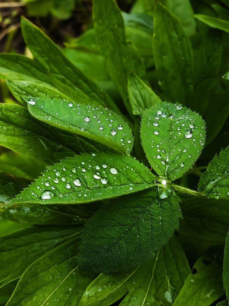 Photograph by Тамара Киреева