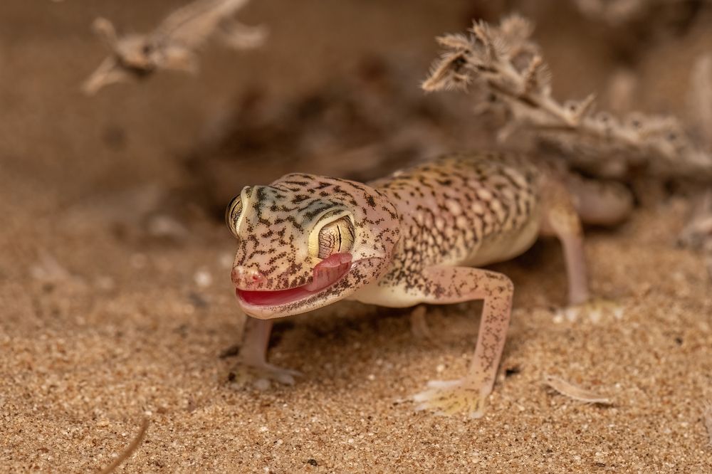 Doria's Comb Fingered Gecko