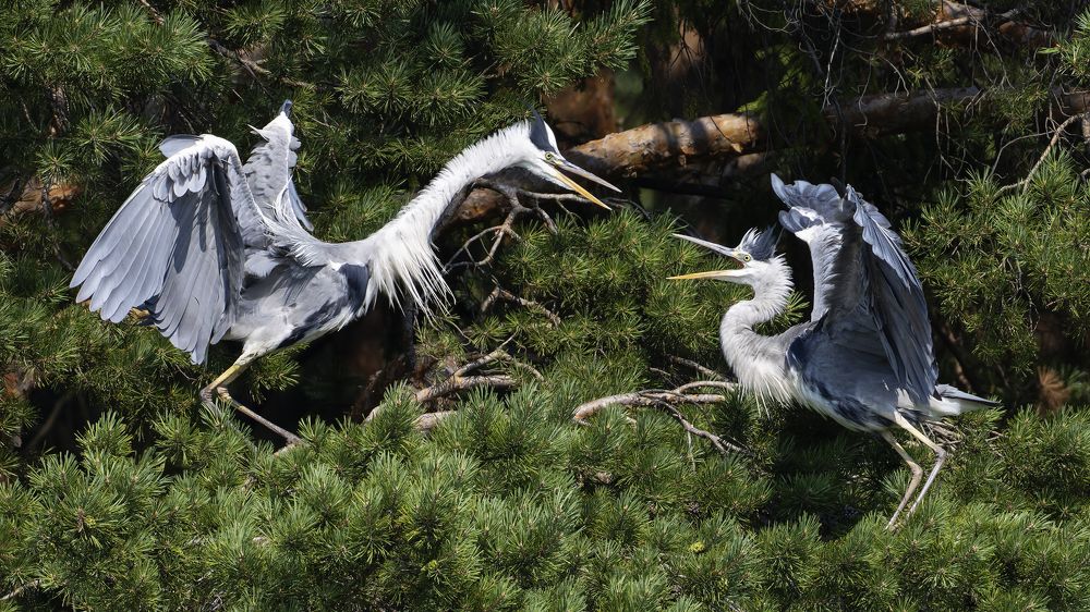 Фотография автора Александр Шипиленко