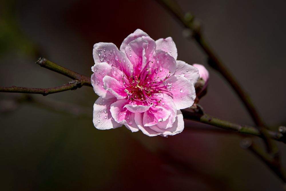 Photograph by Trung Kiên Bui
