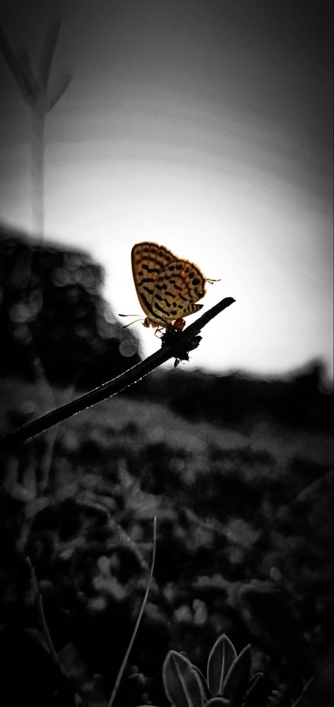 Photograph by Aman D.R