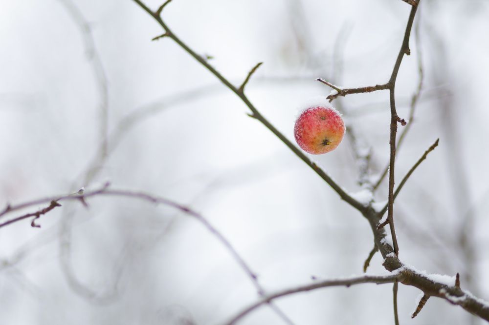 Photograph by Алена Мархель-Дианина