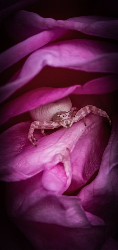 Spider in flower
