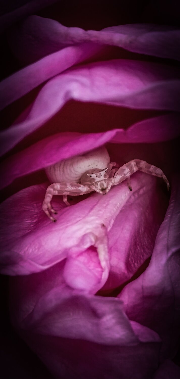 Spider in flower