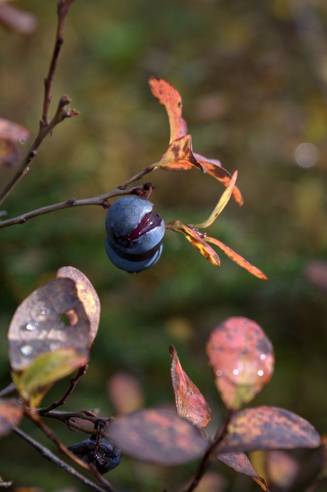 последняя ягода
