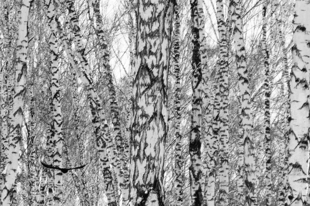 Photograph by Сергей Гребенников