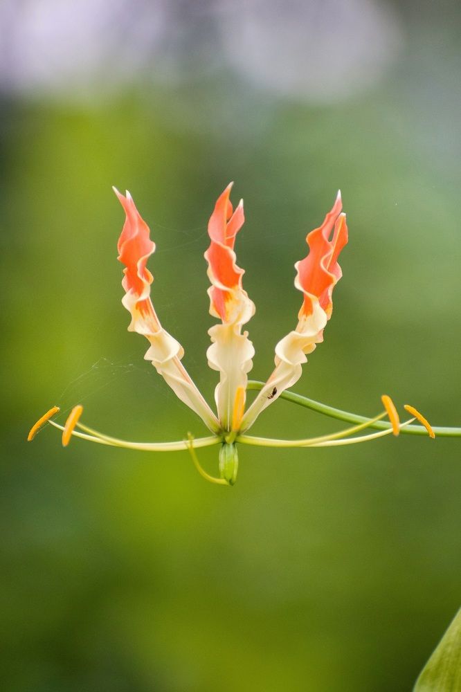 Photograph by Sanatan Sadhu