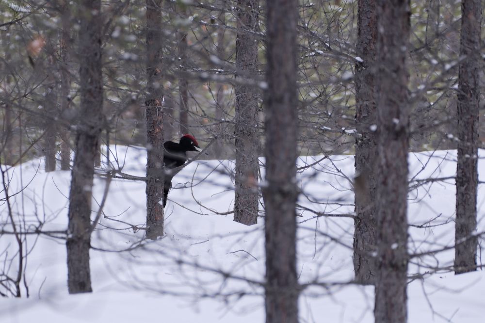 Фотография автора Martineb