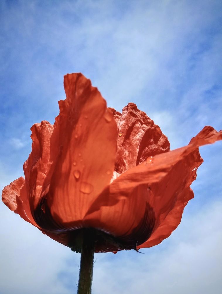 Photograph by Алиса Лукина