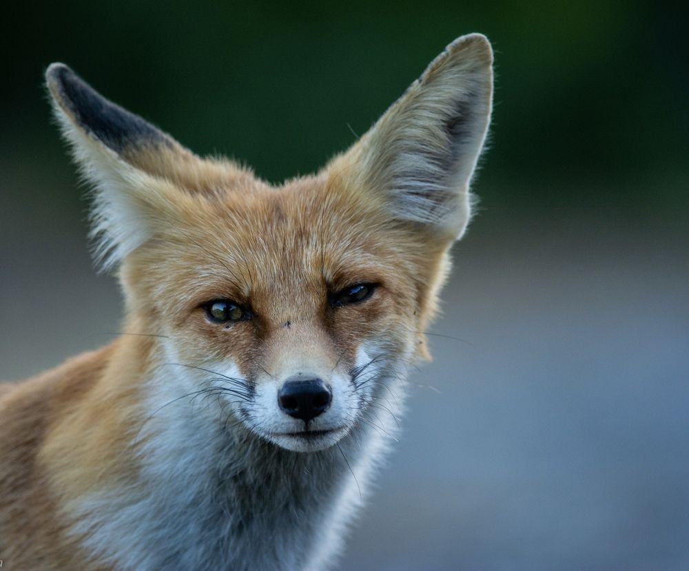 Photograph by Dyakon Zhora