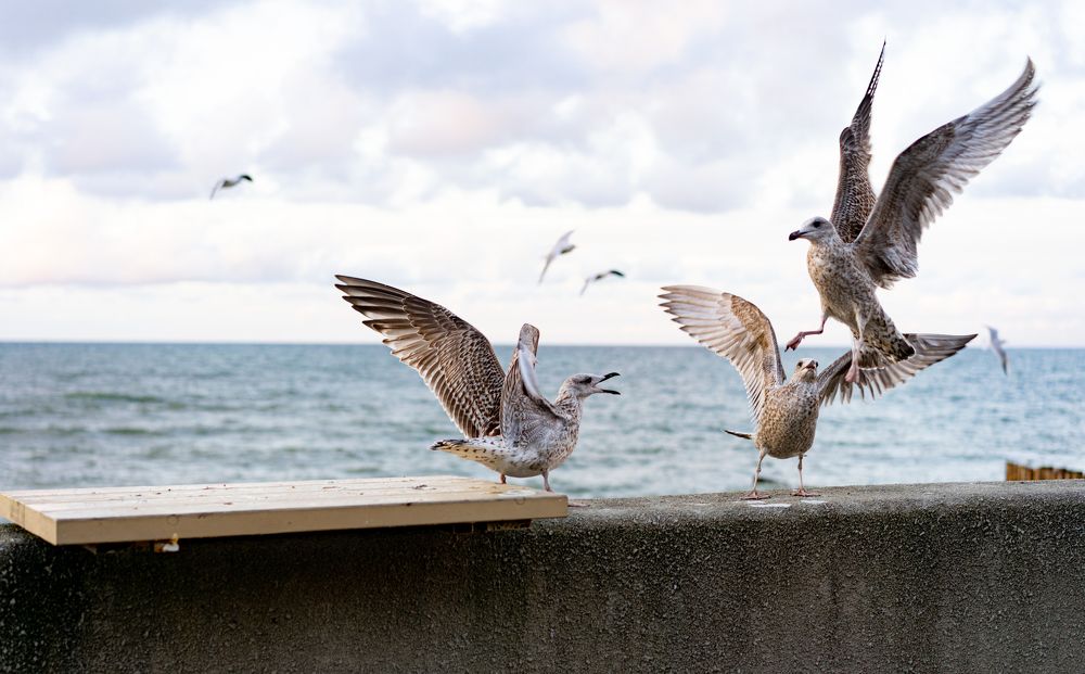 Photograph by Елена Осокина