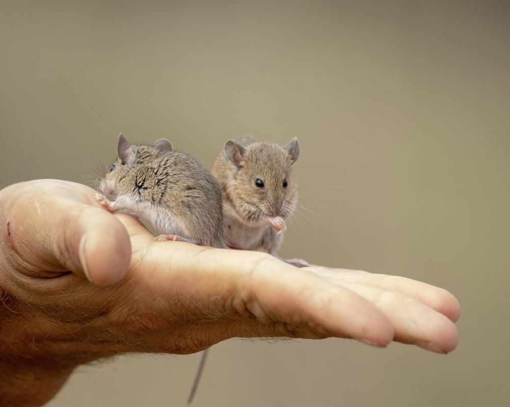 Photograph by Dyakon Zhora