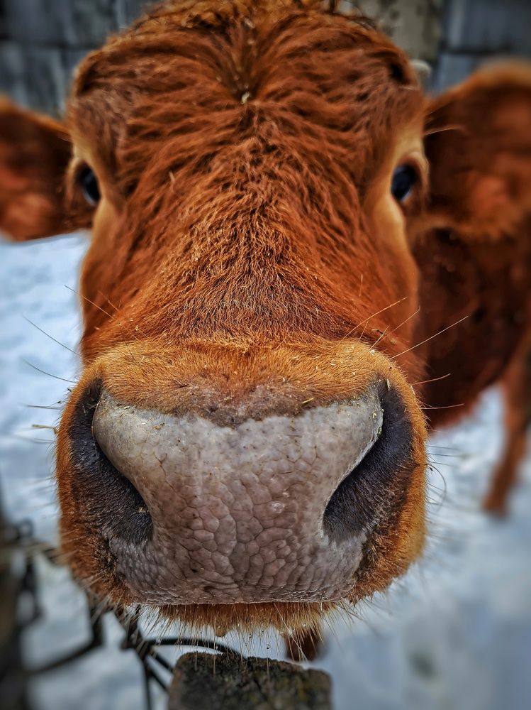 Photograph by Ольга Веселова