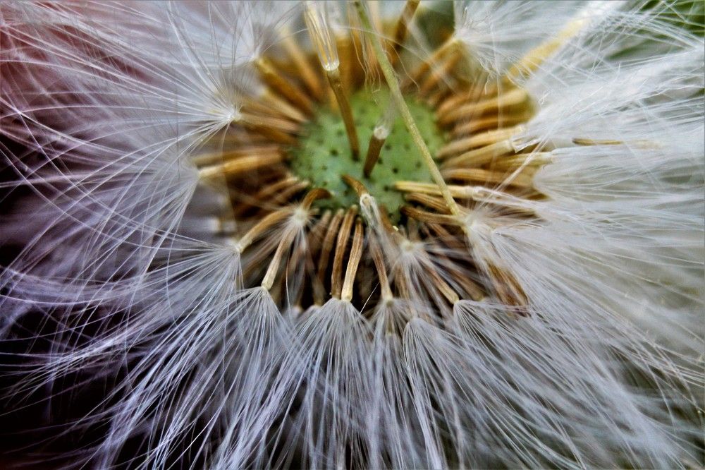 Photograph by Елена Фопа