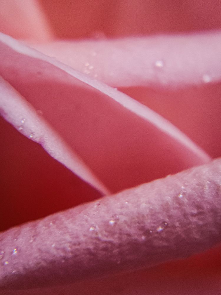 Photograph by Александра Кропивка