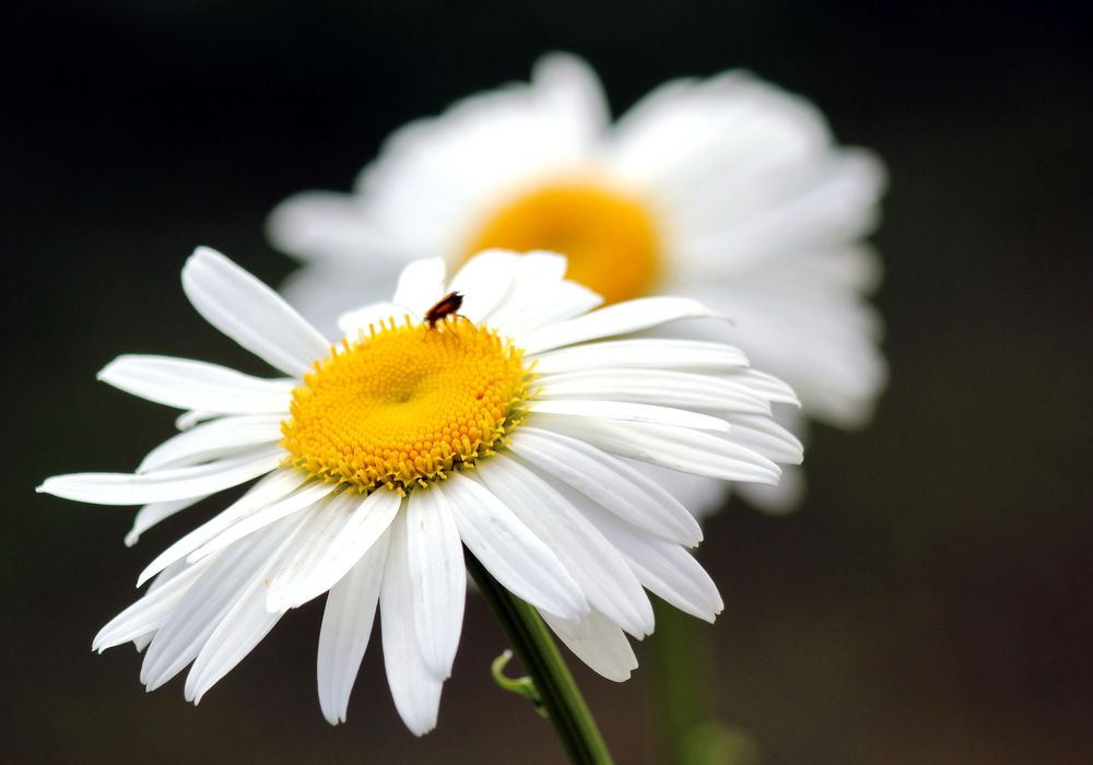 Фотография автора Колосова Елена