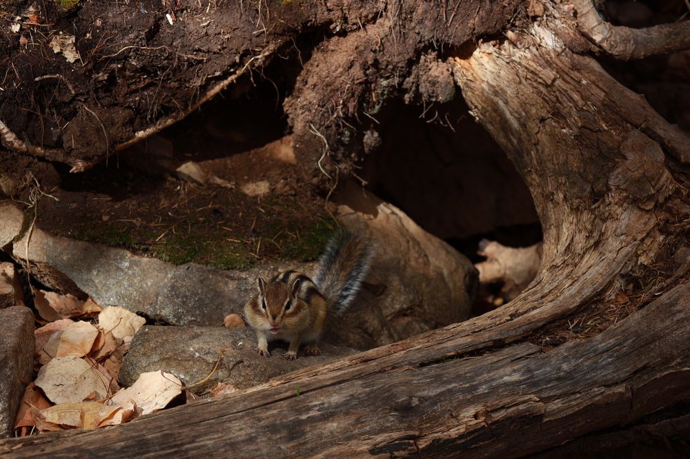 Photograph by Aleksey Maevskiy