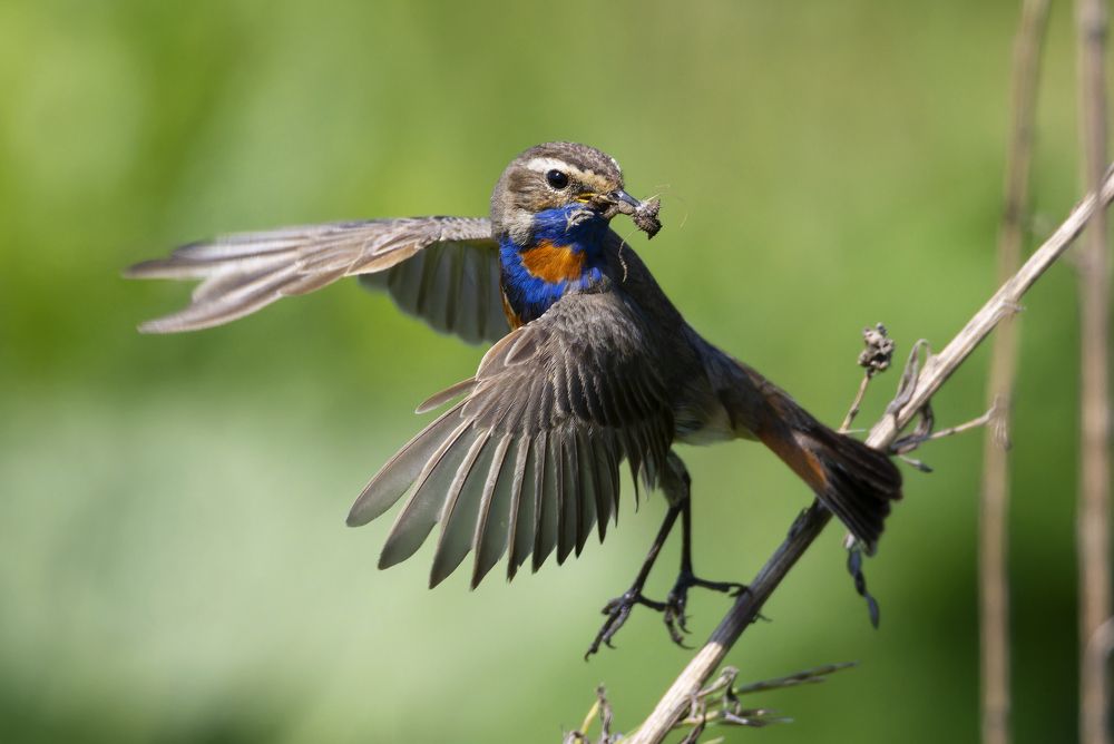 Варакушка. (Luscinia svecica)