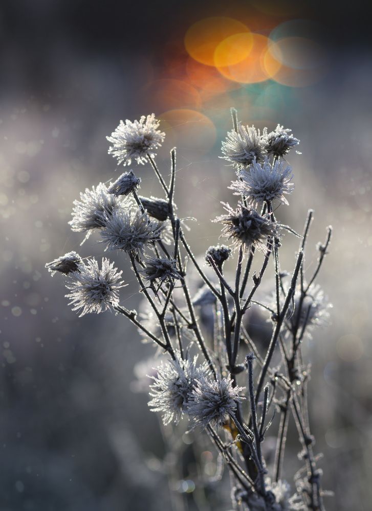 Photograph by Зимина Лионелла