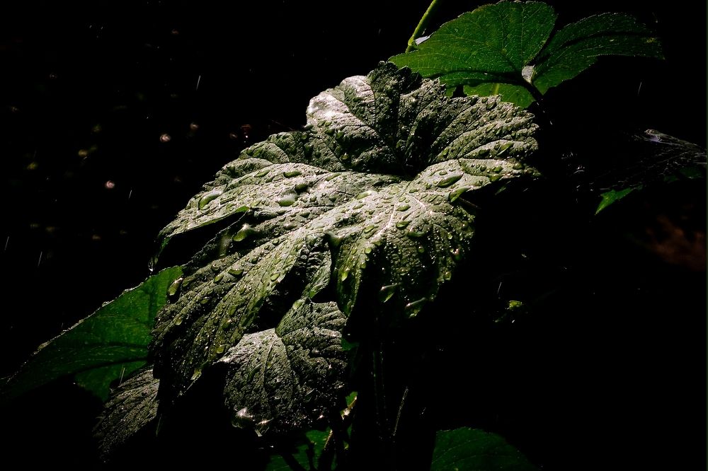 Photograph by Alexander Popoff