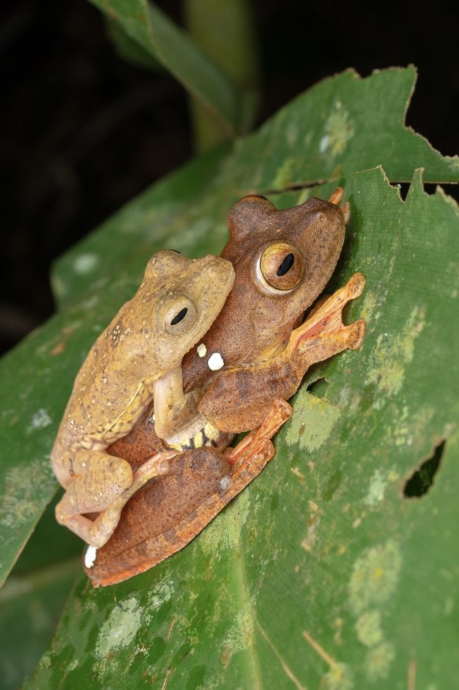 Love In The Rainforest