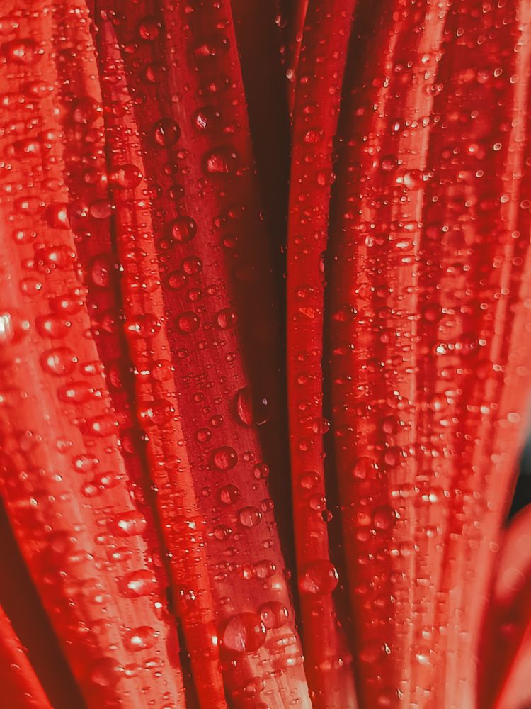 Photograph by Юлия