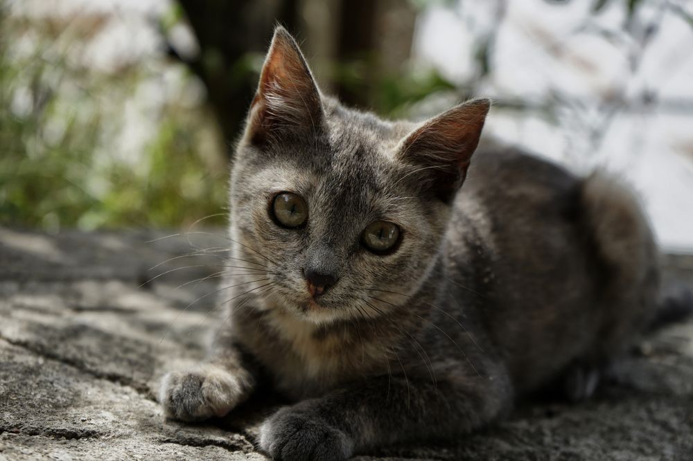 Photograph by Muzaffer Sütlüoğlu