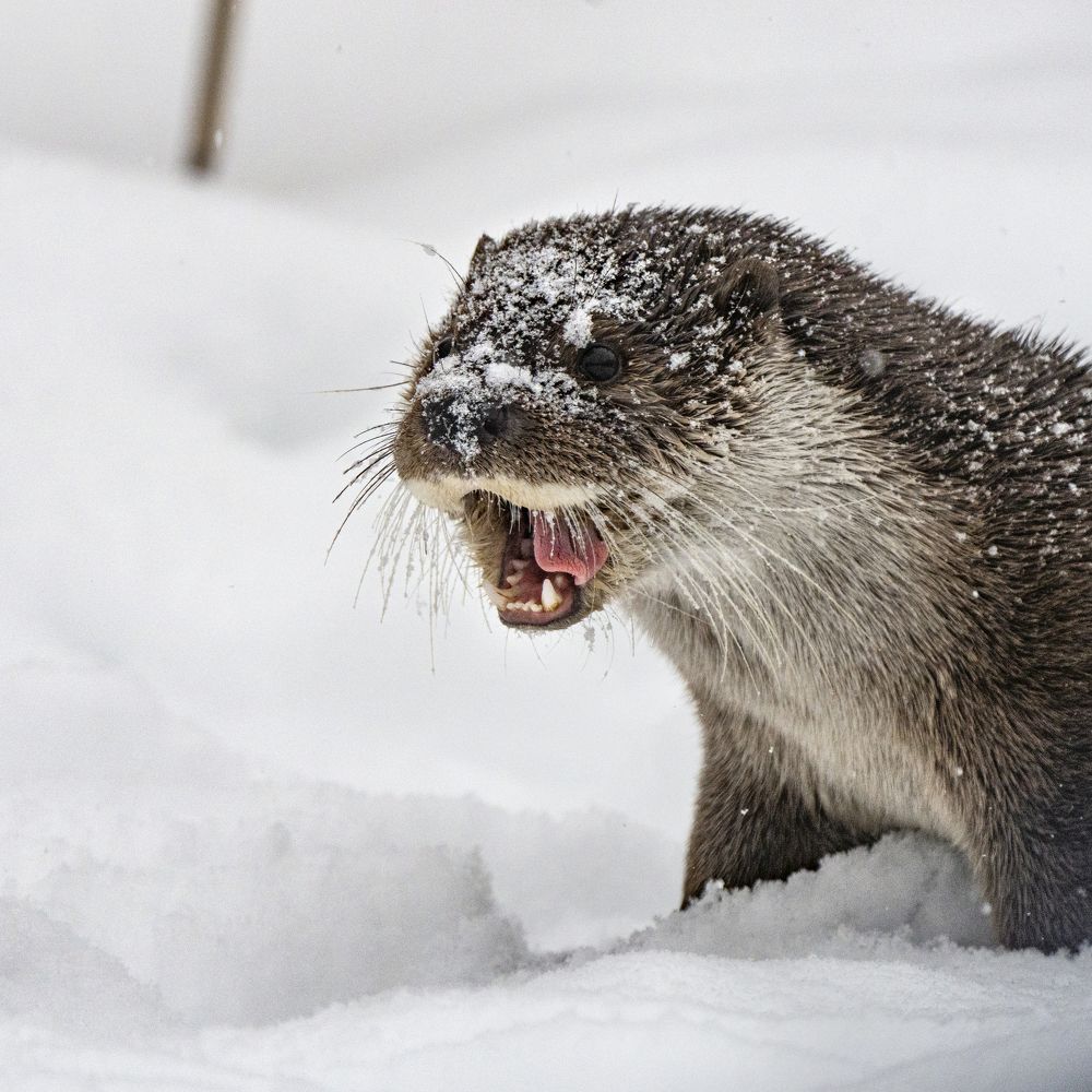 Photograph by Владимир Остапенко