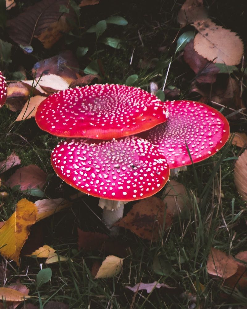 Фотография автора Марина Алексеевская