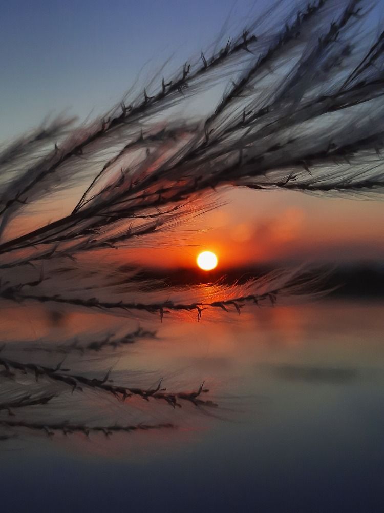 Nature's Eye View