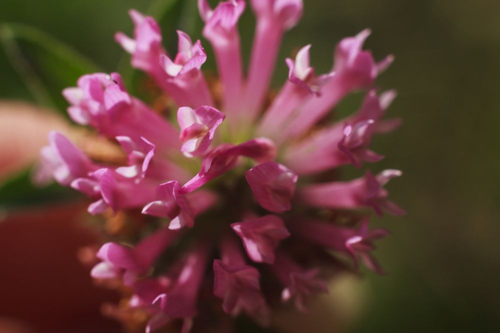 Photograph by Мария Грин (Сычёва)