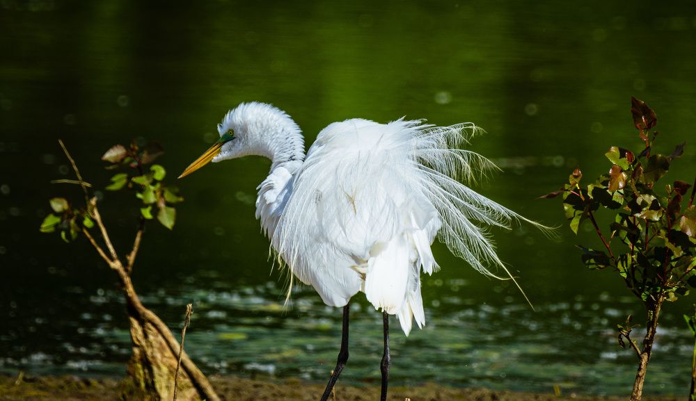 Photograph by Ahmad Kamal