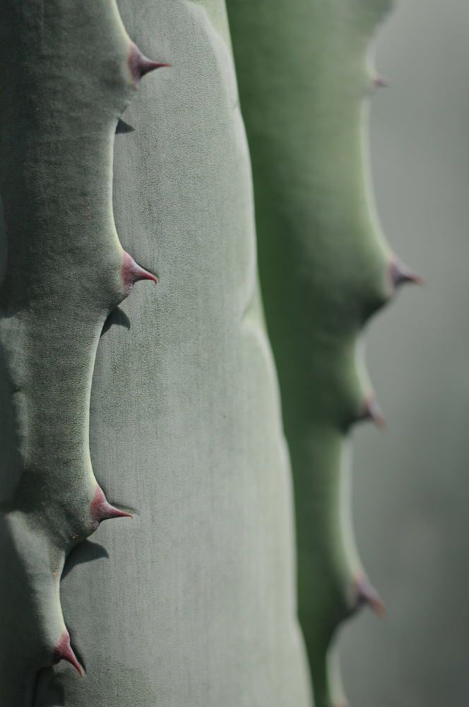 Photograph by Muzaffer Sütlüoğlu