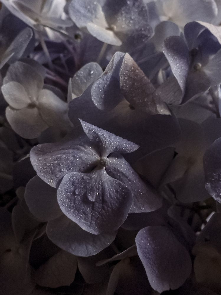 Photograph by Александра Кропивка