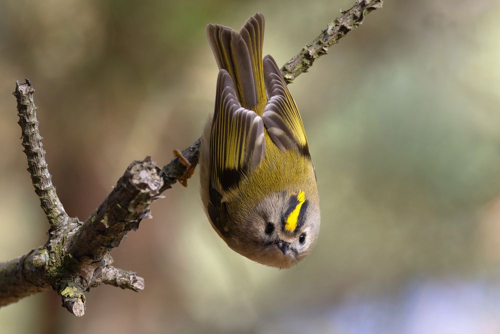 Желтоголовый королек. (Regulus regulus)