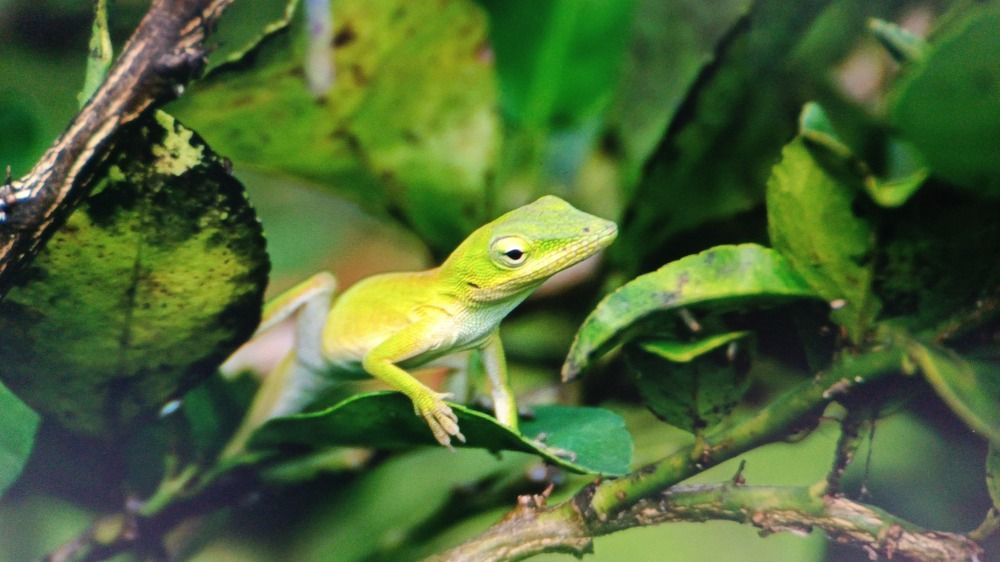 Photograph by Yanisel Clemente