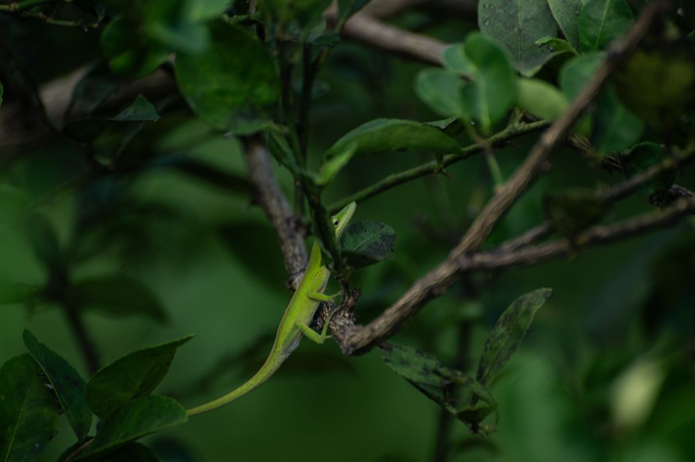 Photograph by Yanisel Clemente