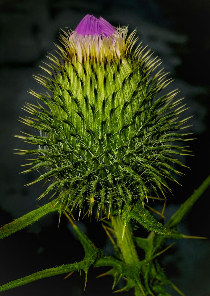 Фотография автора Евгений Печенин