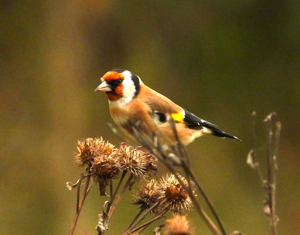 Щегол черноголовый - Carduelis carduelis