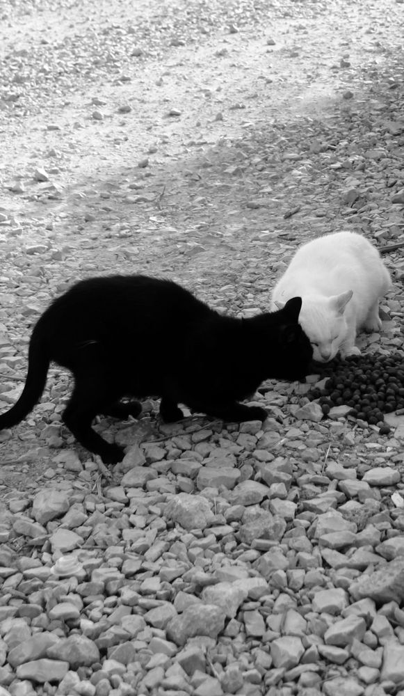 Photograph by Ирина Тихая