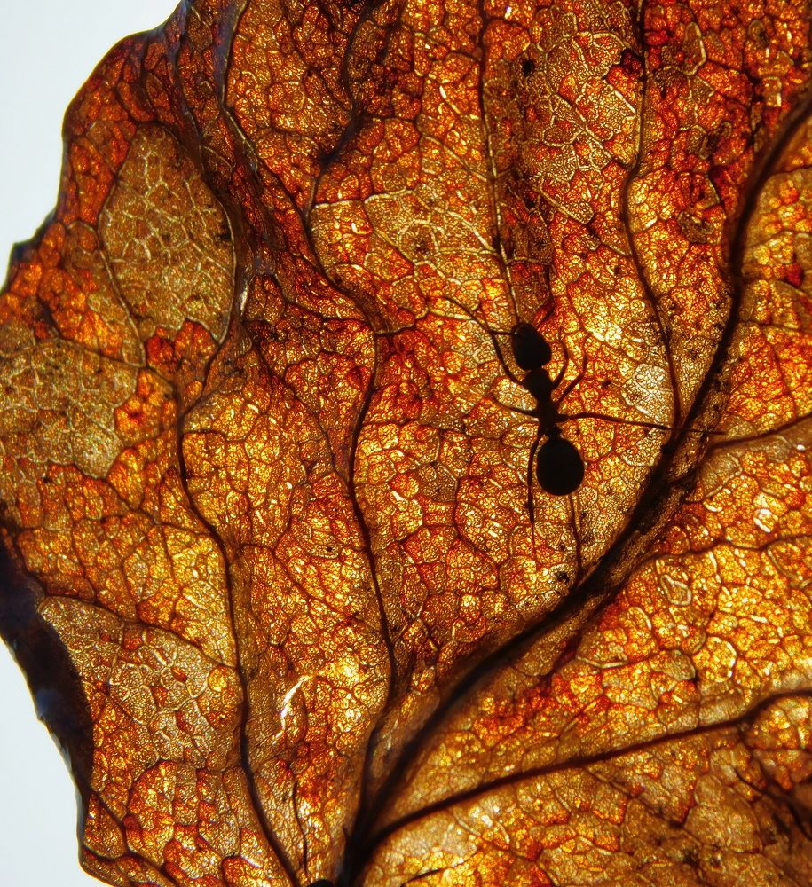 Photograph by Сергей Чеченов