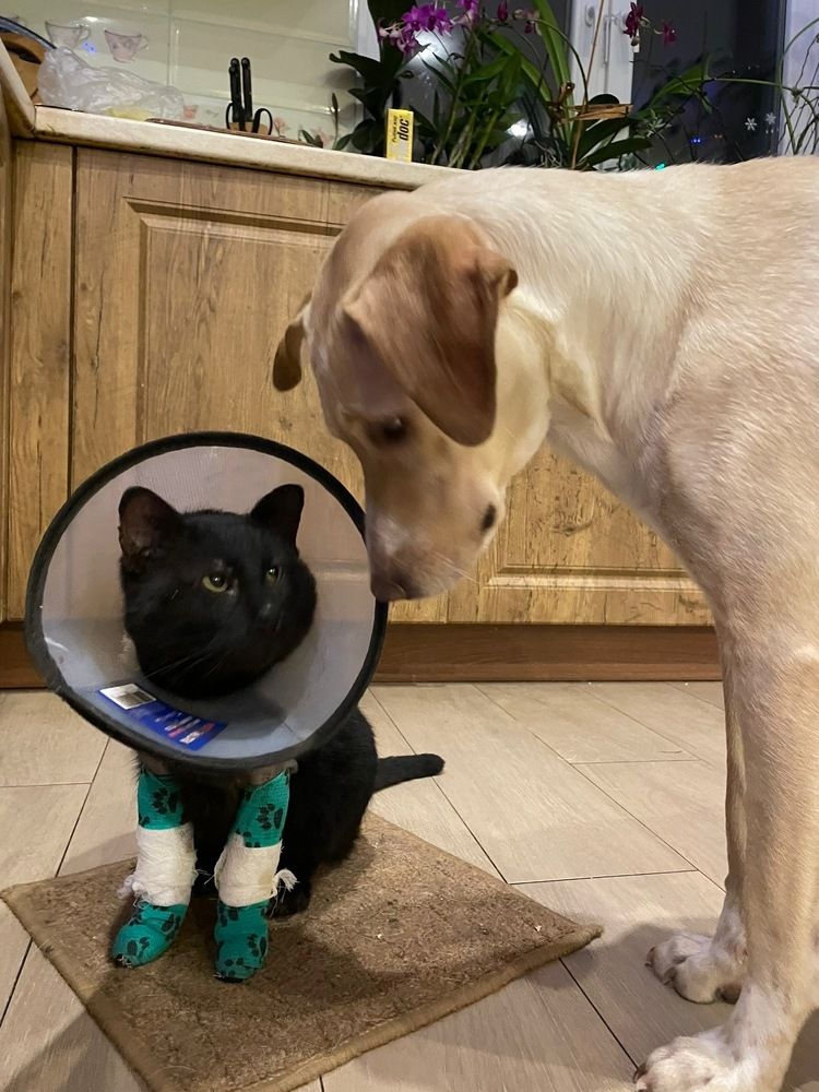 Фотография автора Юлия Недосекина