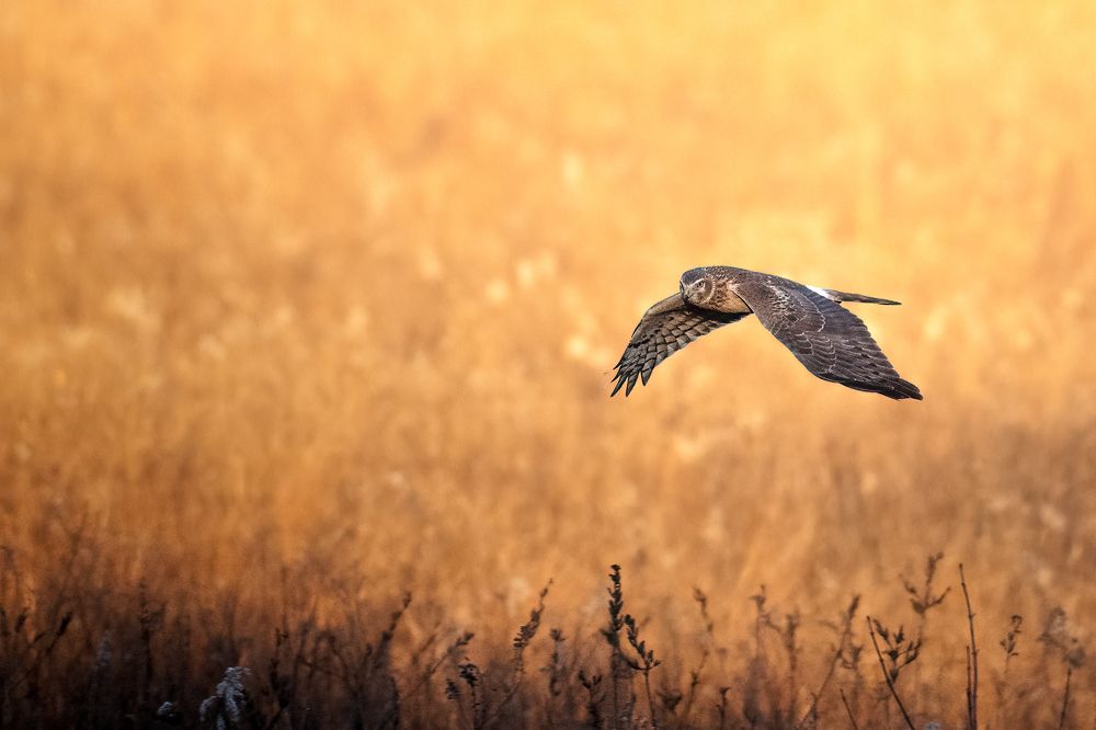 Photograph by Dave Miller