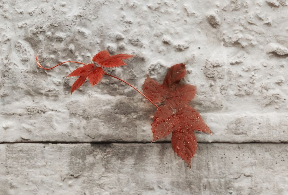 Photograph by Светлана Мельник