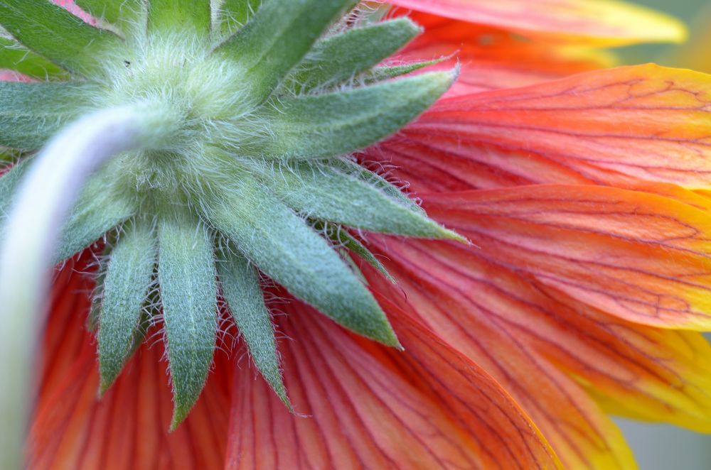 Фотография автора Aleksei Batiukov