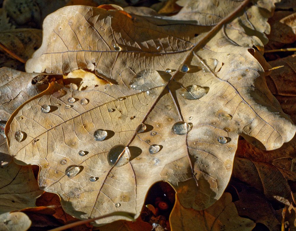 Осенний лист дуба